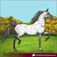 Horse Color:Grullo Appaloosa 