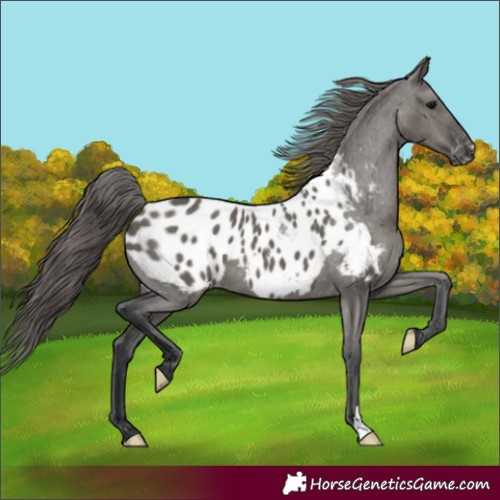 Horse Color:Grullo Appaloosa 