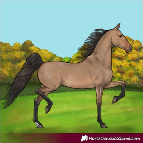 Horse Color:Bay Dun 