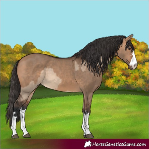 Horse Color:Bay Dun  and Bay Dun 