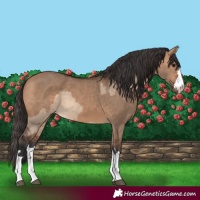 Horse Color:Bay Dun  and Bay Dun 