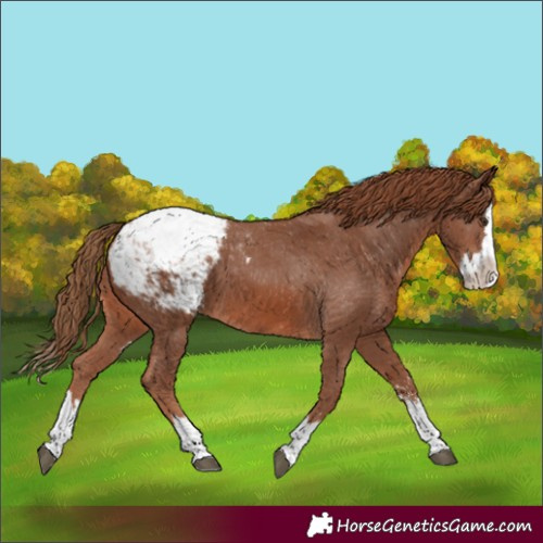 Horse Color:Chestnut Sabino Splash Snowcap 