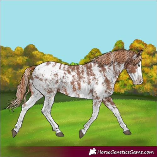Horse Color:Chestnut Sabino Splash Appaloosa 