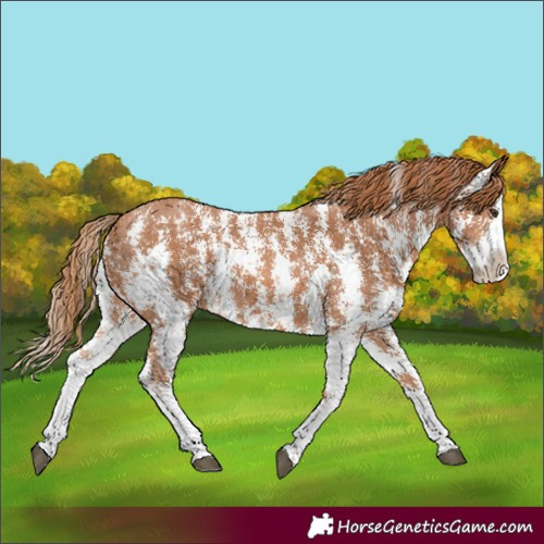 Horse Color:Chestnut Sabino Splash Appaloosa 