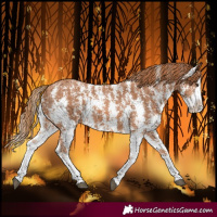 Horse Color:Chestnut Sabino Splash Varnish 