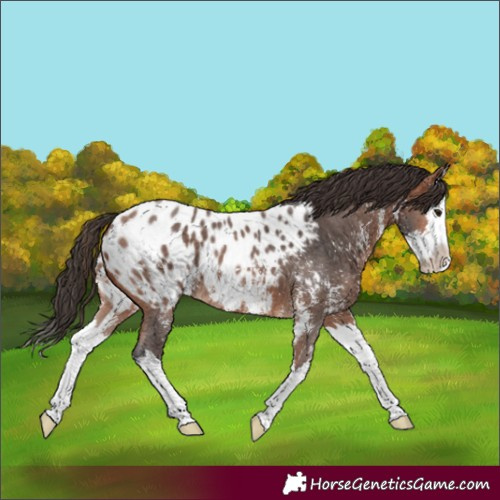 Horse Color:Bay Sabino Splash Blanket