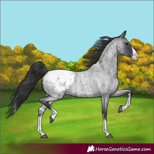 Horse Color:Blue Roan Sabino Splash Appaloosa