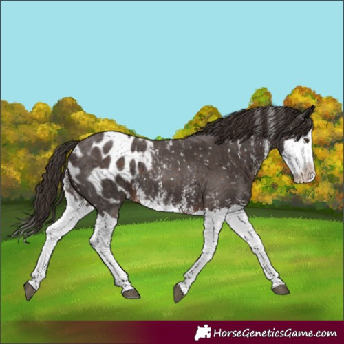 Horse Color:Liver Chestnut Sabino Splash Appaloosa 