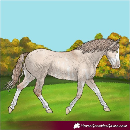 Horse Color:Gold Champagne Dun Sabino Splash Appaloosa 