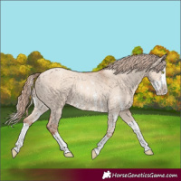 Horse Color:Gold Champagne Dun Sabino Splash Varnish
