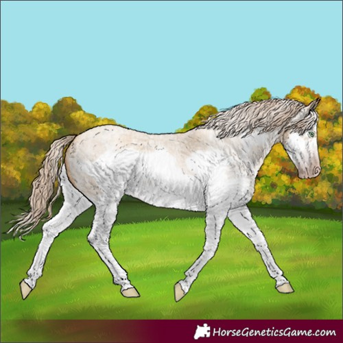 Horse Color:Gray Gold Cream Champagne Roan Dun Sabino Splash Frame Appaloosa 