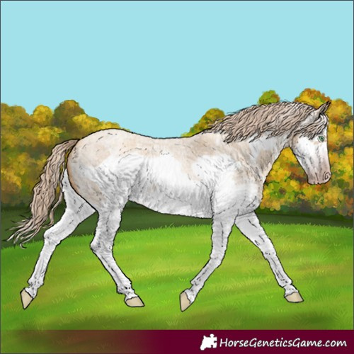 Horse Color:Gray Gold Cream Champagne Roan Dun Sabino Splash Frame Appaloosa