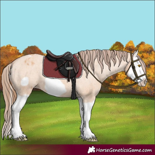 Horse Color:Bay Dun Splash Frame Appaloosa 