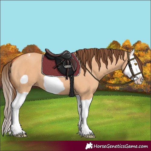 Horse Color:Bay Dun Splash Frame Appaloosa 