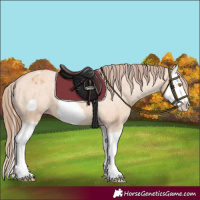 Horse Color:Bay Dun Splash Frame Appaloosa