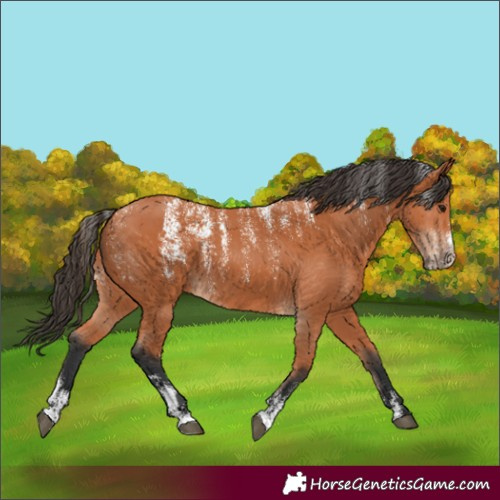 Horse Color:Powder White Bay 