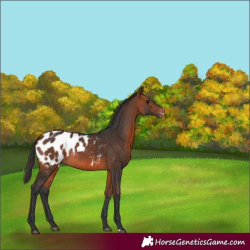 Horse Color:Bay Appaloosa Rabicano 