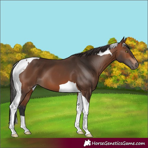 Horse Color:Bay Tobiano 