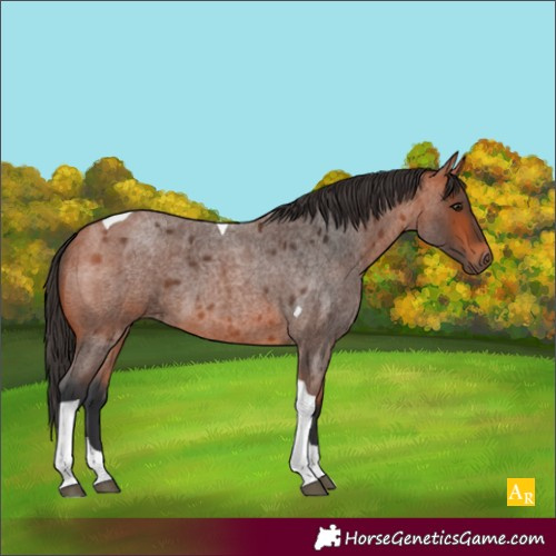 Horse Color:Unknown 