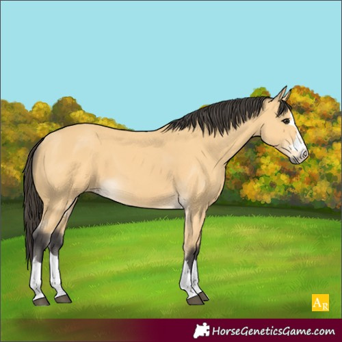 Horse Color:Unknown 