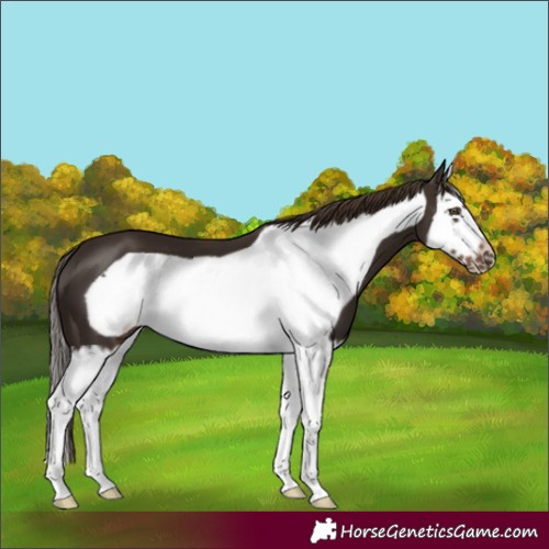 Horse Color:Liver Chestnut Splash Frame
