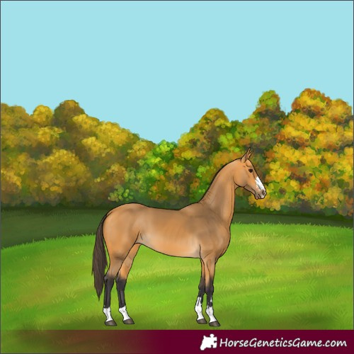 Horse Color:Buckskin 