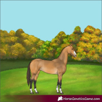 Horse Color:Buckskin 
