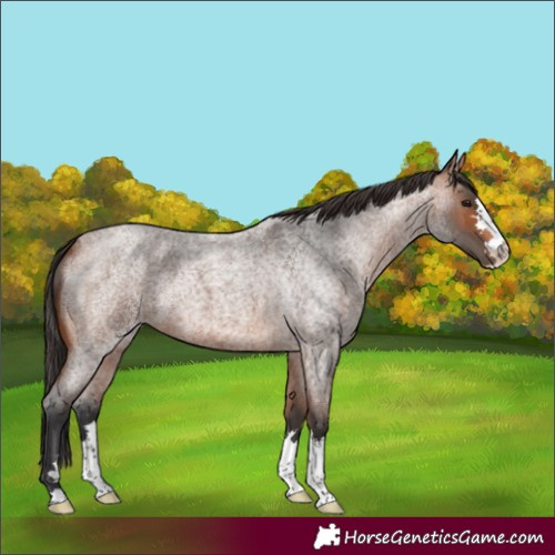 Horse Color:Bay Roan