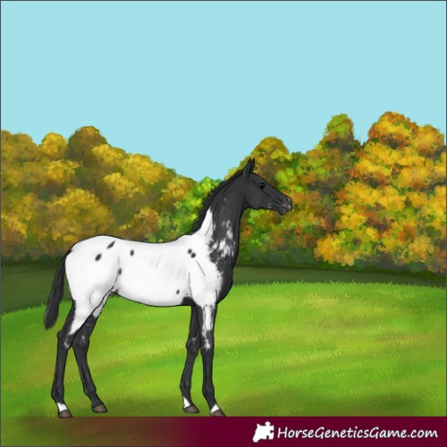 Horse Color:Black Appaloosa Rabicano 