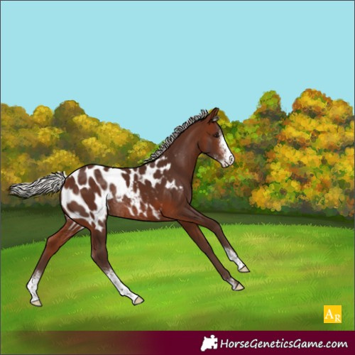 Horse Color:Silver Brown Sabino Blanket Rabicano 