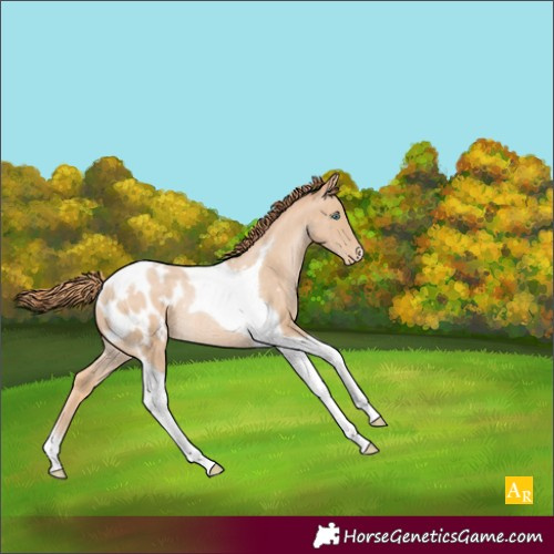 Horse Color:Buckskin Pearl Tobiano Appaloosa Rabicano 