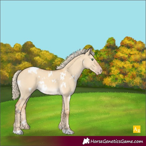 Horse Color:White Spotted Gold Cream Champagne Dun Rabicano 