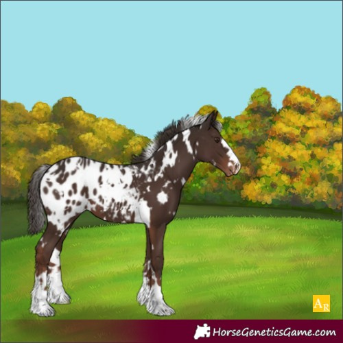 Horse Color:White Spotted Liver Chestnut Blanket 