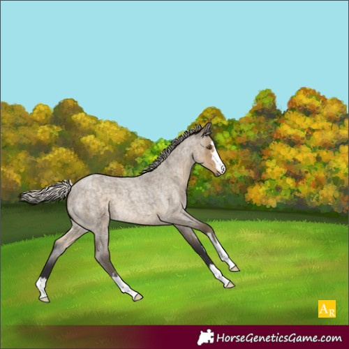 Horse Color:Silver Smoky Grullo Roan 