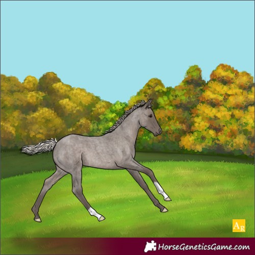 Horse Color:Silver Blue Roan 