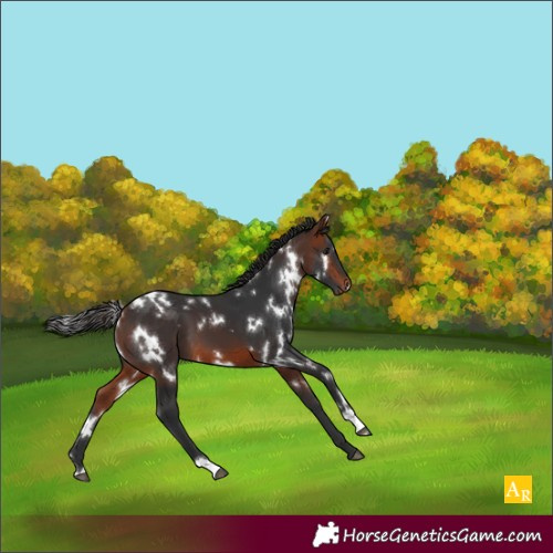 Horse Color:White Spotted Bay 