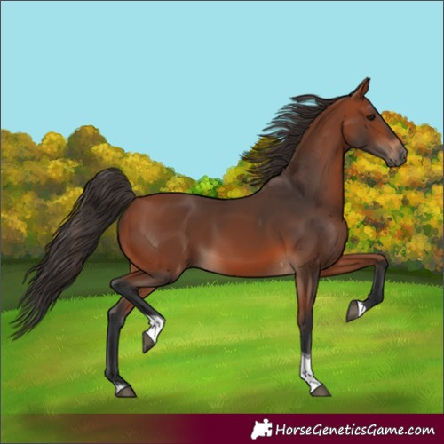 Horse Color:Bay Tobiano