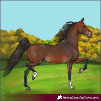 Horse Color:Bay Tobiano 
