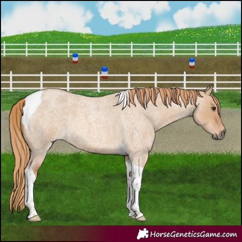 Horse Color:Red Dun Roan Tobiano