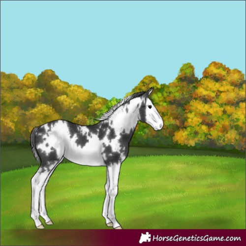 Horse Color:White Spotted Black Splash 