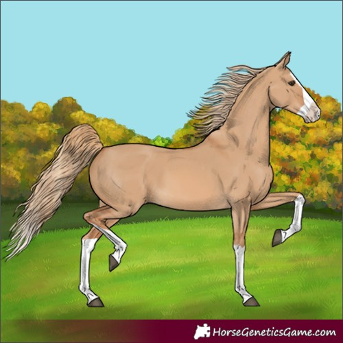 Horse Color:Red Dun Splash 