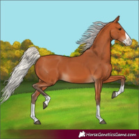 Horse Color:Silver Bay Splash 