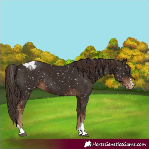 Horse Color:Liver Chestnut Appaloosa 