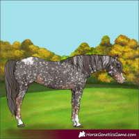 Horse Color:Liver Chestnut Snowcap 