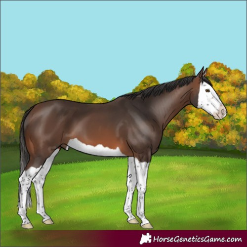 Horse Color:Brown Splash 
