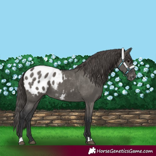 Horse Color:Grullo Blanket 