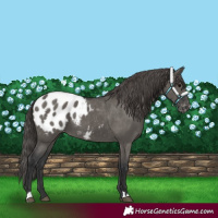 Horse Color:Grullo Blanket 