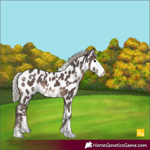 Horse Color:White Spotted Silver Black Sabino Appaloosa Rabicano 