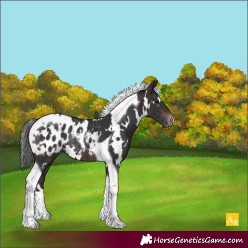Horse Color:White Spotted Brown Tobiano Blanket Rabicano 