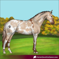 Horse Color:White Spotted Red Dun 